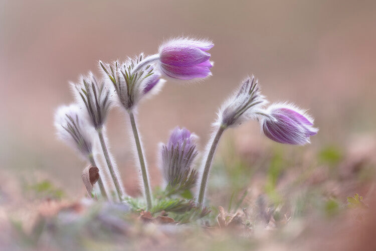 Leinwand Poster, Bilder Mountain Pasqueflower, Fabrizio Daminelli, 90 × 60 cm