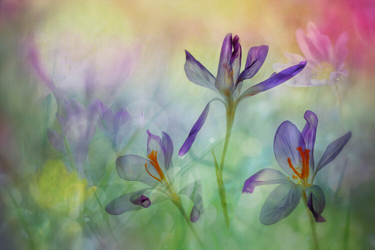 Leinwand Poster, Bilder A bouquet of springflowers, Hilda van der Lee, 90 × 60 cm
