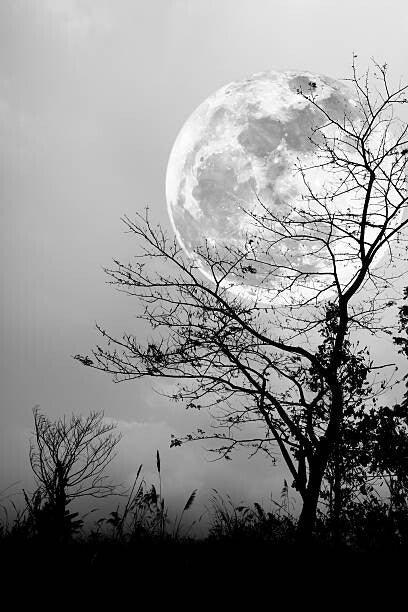 Leinwand Poster, Bilder Silhouettes of dry tree against night, kdshutterman, 60 × 90 cm