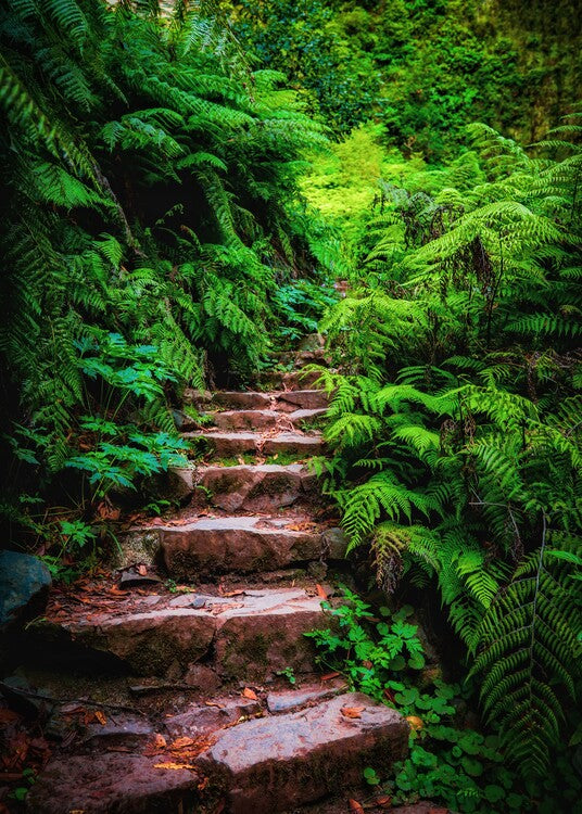 Leinwand Poster, Bilder Natur, Wald, 65 × 90 cm