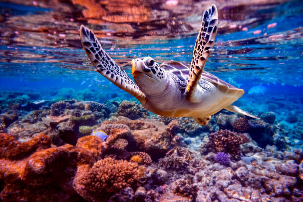 Leinwand Poster, Bilder Sea turtle swims under water on, cookelma, 90 × 60 cm
