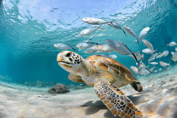 Leinwand Poster, Bilder Turtle closeup with school of fish, LFPuntel, 90 × 60 cm