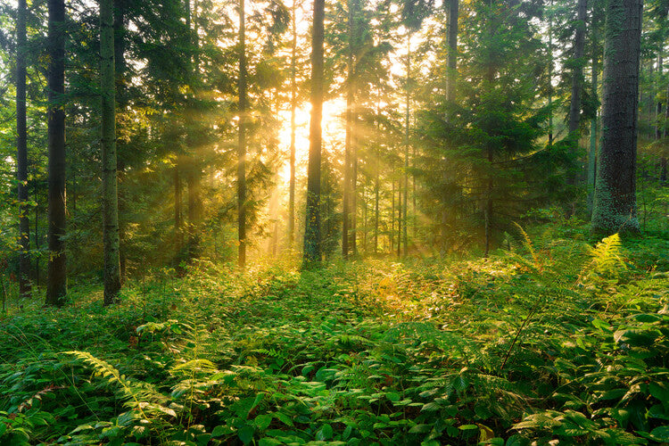 Leinwand Poster, Bilder Magic forest 18, 90 × 60 cm