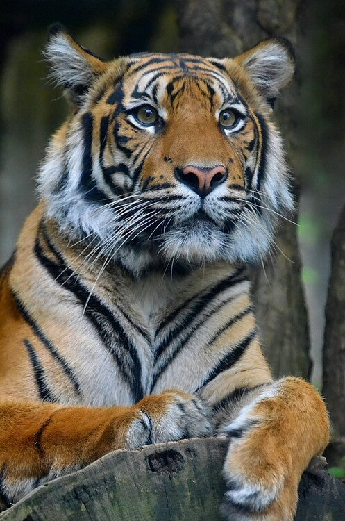 Leinwand Poster, Bilder Tiger Wildlife Animal, 60 × 90 cm