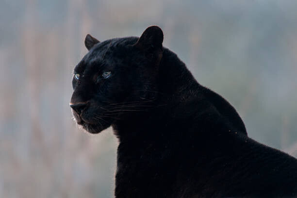 Leinwand Poster, Bilder Black leopard (Panthera pardus), Mark Newman, 90 × 60 cm