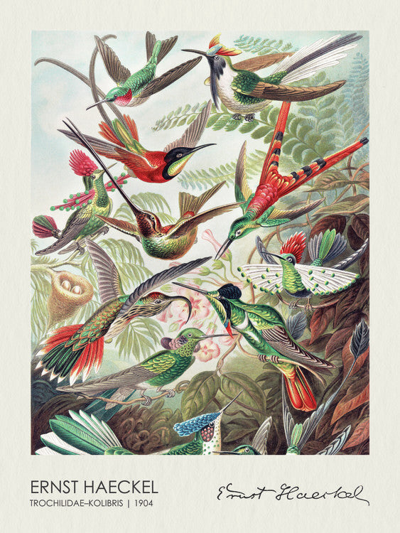 Trochilidae–Kolibris (1904), Ernst Haeckel Poster, Plakat, 30 × 40 cm