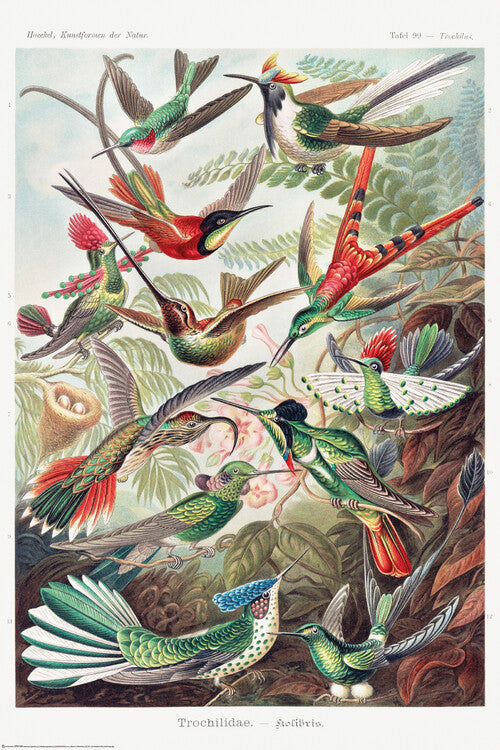 Ernst Haeckel - Kolibris Poster, Plakat, 61 × 91.5 cm