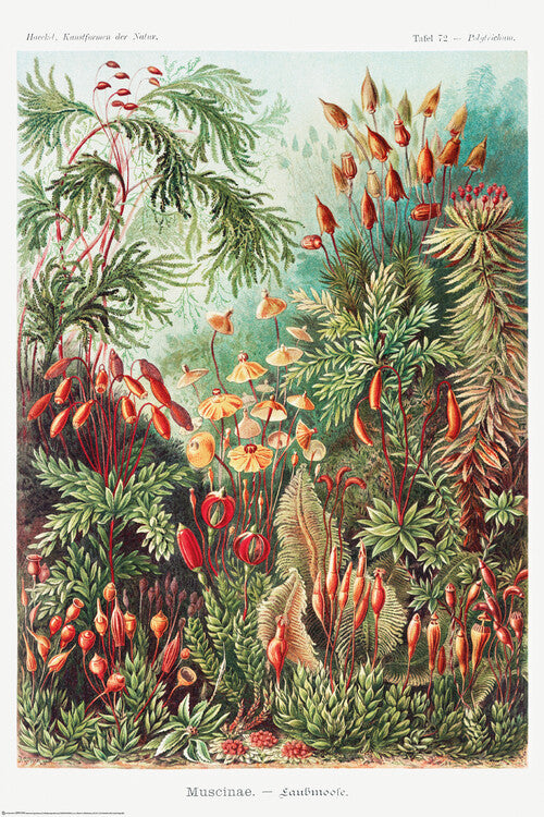Laubmoose Poster, Plakat, 61 × 91.5 cm