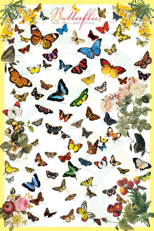 Schmetterlinge - Arten und Morphologie Poster, Plakat, 61 × 91.5 cm