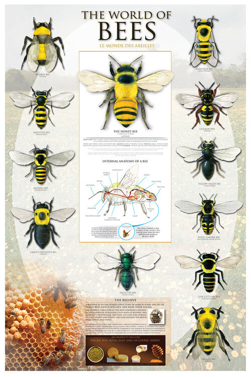 Welt der Bienen - Anatomie und Lebenszyklus Poster, Plakat, 61 × 91.5 cm