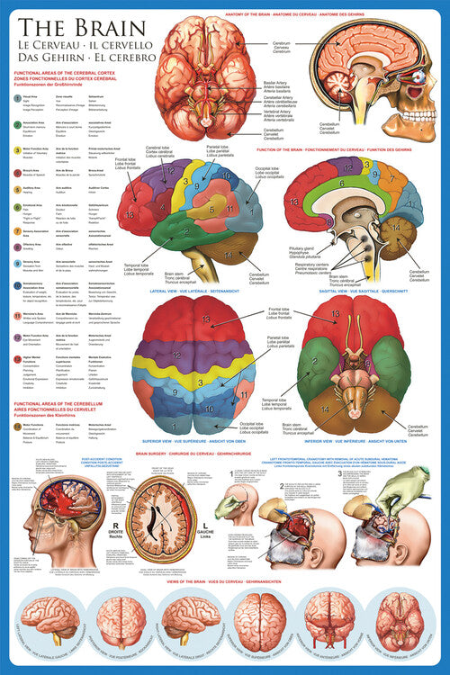 Gehirn - Anatomie Poster, Plakat, 61 × 91.5 cm