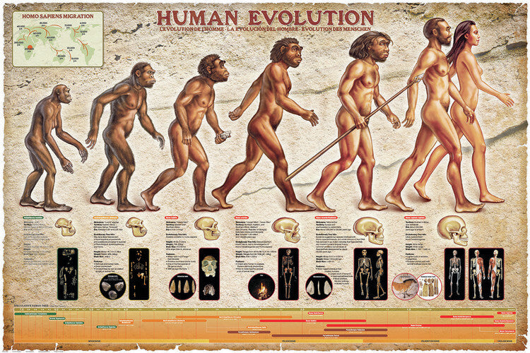 Evolution des Menschen Poster, Plakat, 91.5 × 61 cm