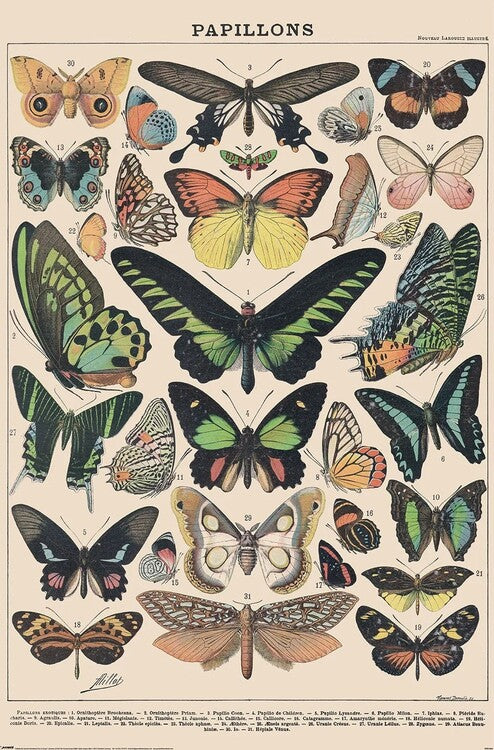 Adolphe Millot - Papillons Poster, Plakat, 61 × 91.5 cm