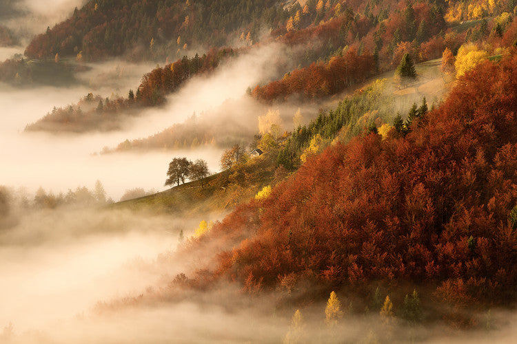 Leinwand Poster, Bilder November's fog, Bor, 90 × 60 cm