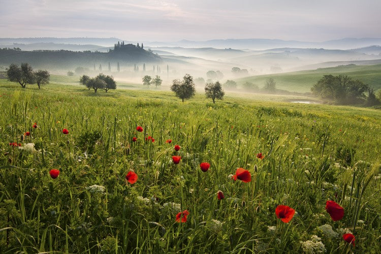 Leinwand Poster, Bilder Tuscan spring, Daniel, 90 × 60 cm