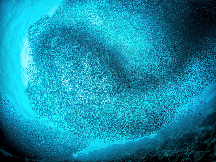 Leinwand Poster, Bilder Schooling sardines, Henry Jager, 80 × 60 cm