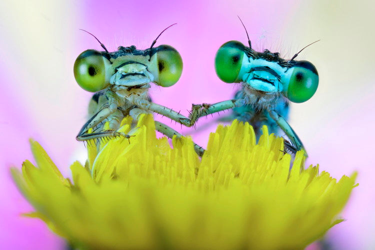 Leinwand Poster, Bilder Take My Hand, Alberto Ghizzi Panizza, 90 × 60 cm