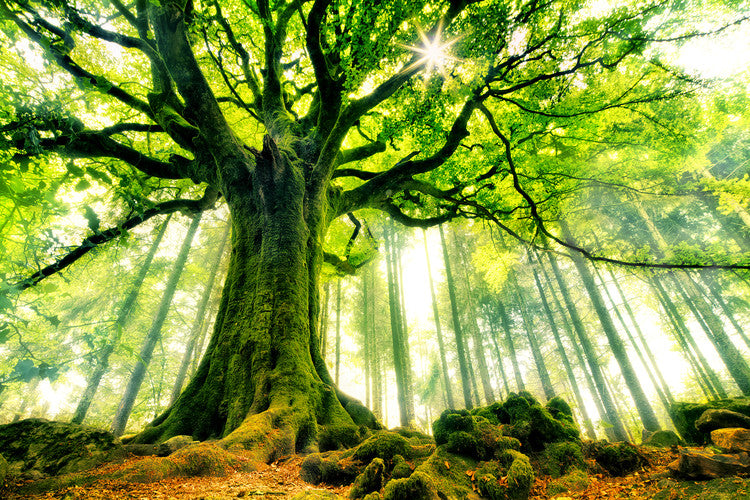 Leinwand Poster, Bilder Ponthus' Beech, Christophe Kiciak, 90 × 60 cm