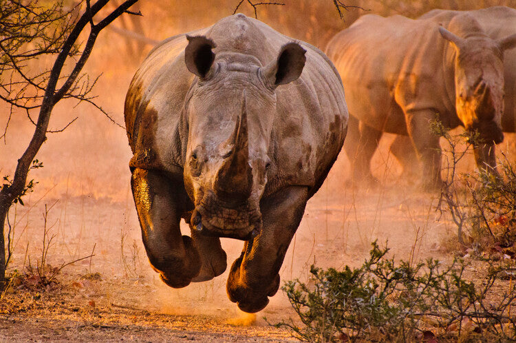 Leinwand Poster, Bilder Rhino learning to fly, Justus Vermaak, 90 × 60 cm