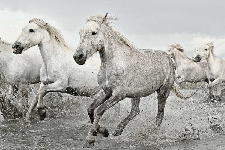 White Horses Poster, Plakat, 91.5 × 61 cm