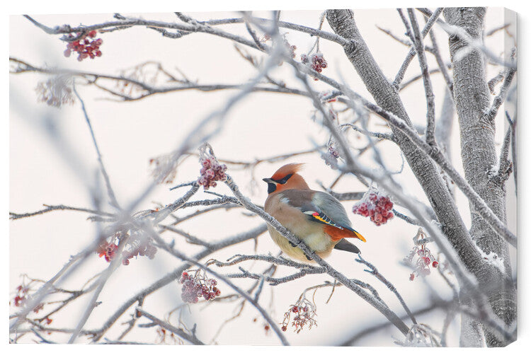 Leinwand Poster, Bilder Waxwing, Konstantin Selezenev, 60 × 40 cm