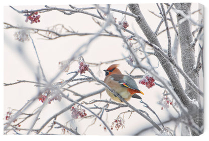 Leinwand Poster, Bilder Waxwing, Konstantin Selezenev, 60 × 40 cm