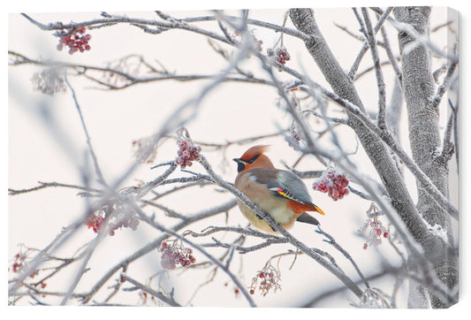 Leinwand Poster, Bilder Waxwing, Konstantin Selezenev, 60 × 40 cm