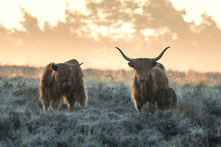 Leinwand Poster, Bilder Three Highlanders, Jaap van den, 90 × 60 cm