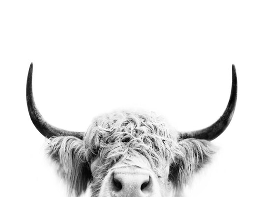 Leinwand Poster, Bilder Peeking cow bw, Sisi & Seb, 80 × 60 cm