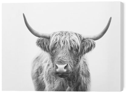 Leinwand Poster, Bilder Highland bull, Sisi & Seb, 60 × 45 cm