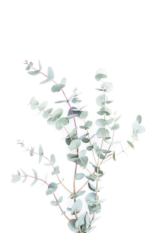Leinwand Poster, Bilder Botanical i, Sisi & Seb, 40 × 60 cm