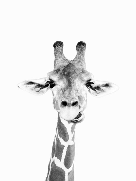 Leinwand Poster, Bilder Happy giraffe, Sisi & Seb, 60 × 80 cm