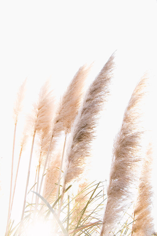 Leinwand Poster, Bilder Reed 1, Sisi & Seb, 60 × 90 cm