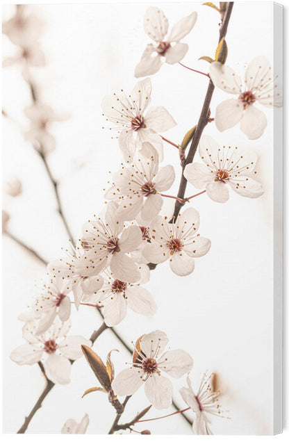 Leinwand Poster, Bilder Blossoming, Sisi & Seb, 40 × 60 cm