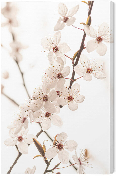 Leinwand Poster, Bilder Blossoming, Sisi & Seb, 40 × 60 cm