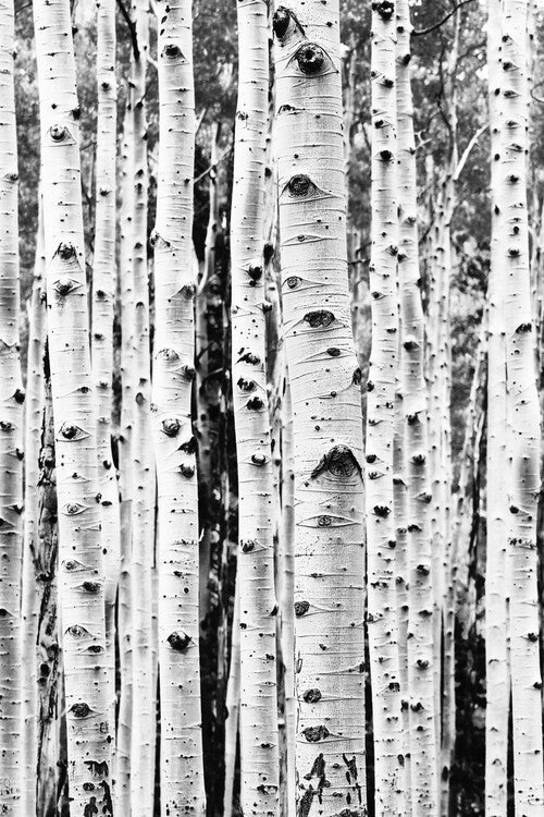 Leinwand Poster, Bilder Birch trunks, Sisi & Seb, 60 × 90 cm