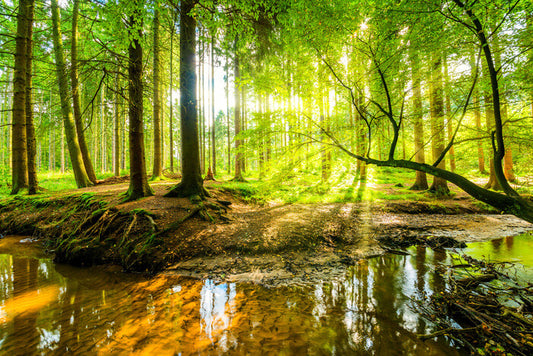 Spring Forrest Poster, Plakat, 91.5 × 61 cm