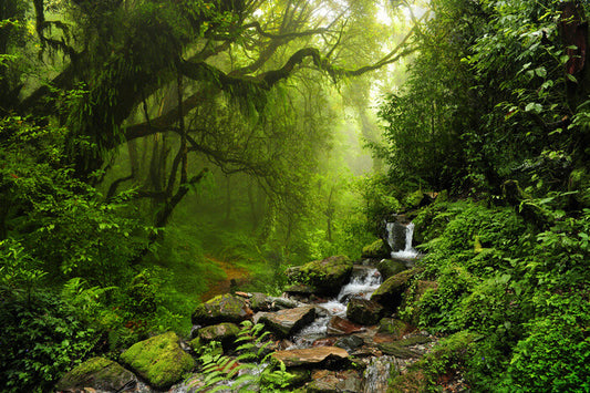 Rain Forrest Poster, Plakat, 91.5 × 61 cm