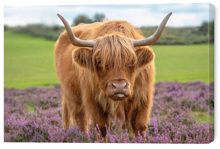Leinwand Poster, Bilder Highland, Jacky Parker, 60 × 40 cm