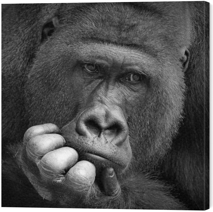 Leinwand Poster, Bilder I had a Dream, Antje Wenner-Braun, 60 × 60 cm