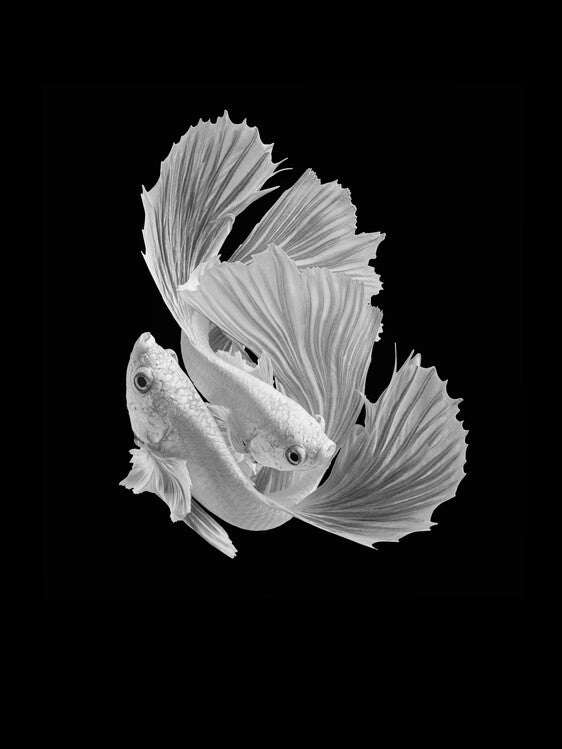 Leinwand Poster, Bilder White Love, Andi Halil, 60 × 80 cm