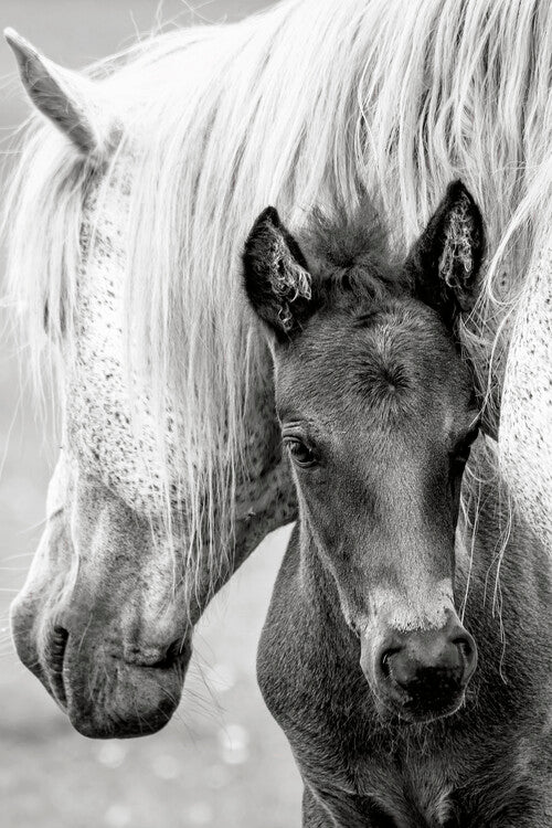 Leinwand Poster, Bilder The Foal, Jacky Parker, 60 × 90 cm