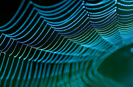 Leinwand Poster, Bilder Spider's web, Allan Wallberg, 60 × 40 cm