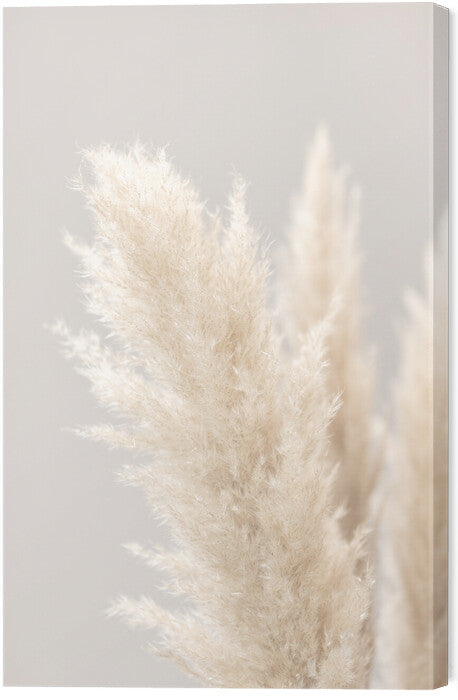 Leinwand Poster, Bilder Pampas Grass Grey 03, Studio Collection, 40 × 60 cm