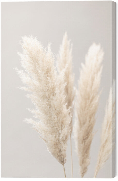 Leinwand Poster, Bilder Pampas Grass Grey 02, Studio Collection, 40 × 60 cm