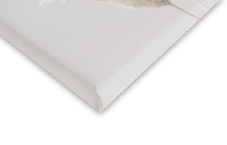 Leinwand Poster, Bilder Pampas Grass Grey 02, Studio Collection, 40 × 60 cm