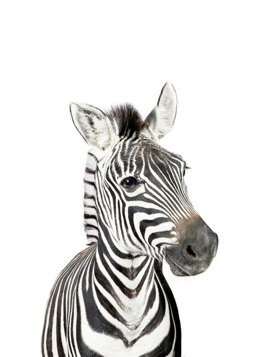 Leinwand Poster, Bilder Baby Zebra, Sisi & Seb, 60 × 80 cm