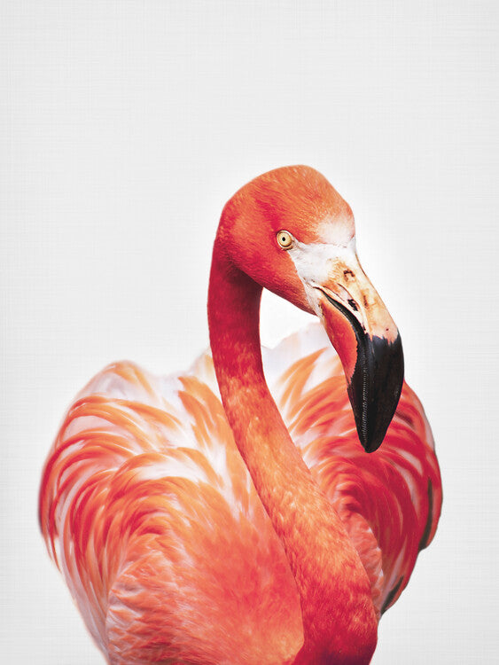 Leinwand Poster, Bilder Flamingo, Sisi & Seb, 60 × 80 cm