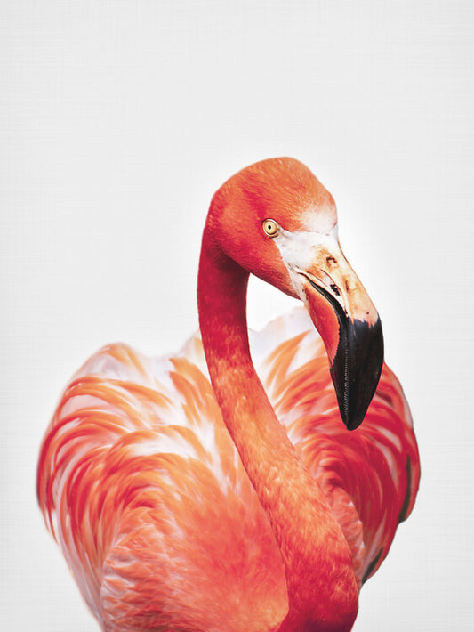 Leinwand Poster, Bilder Flamingo, Sisi & Seb, 60 × 80 cm