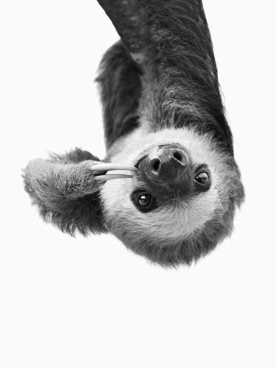 Leinwand Poster, Bilder Sloth BW, Sisi & Seb, 60 × 80 cm